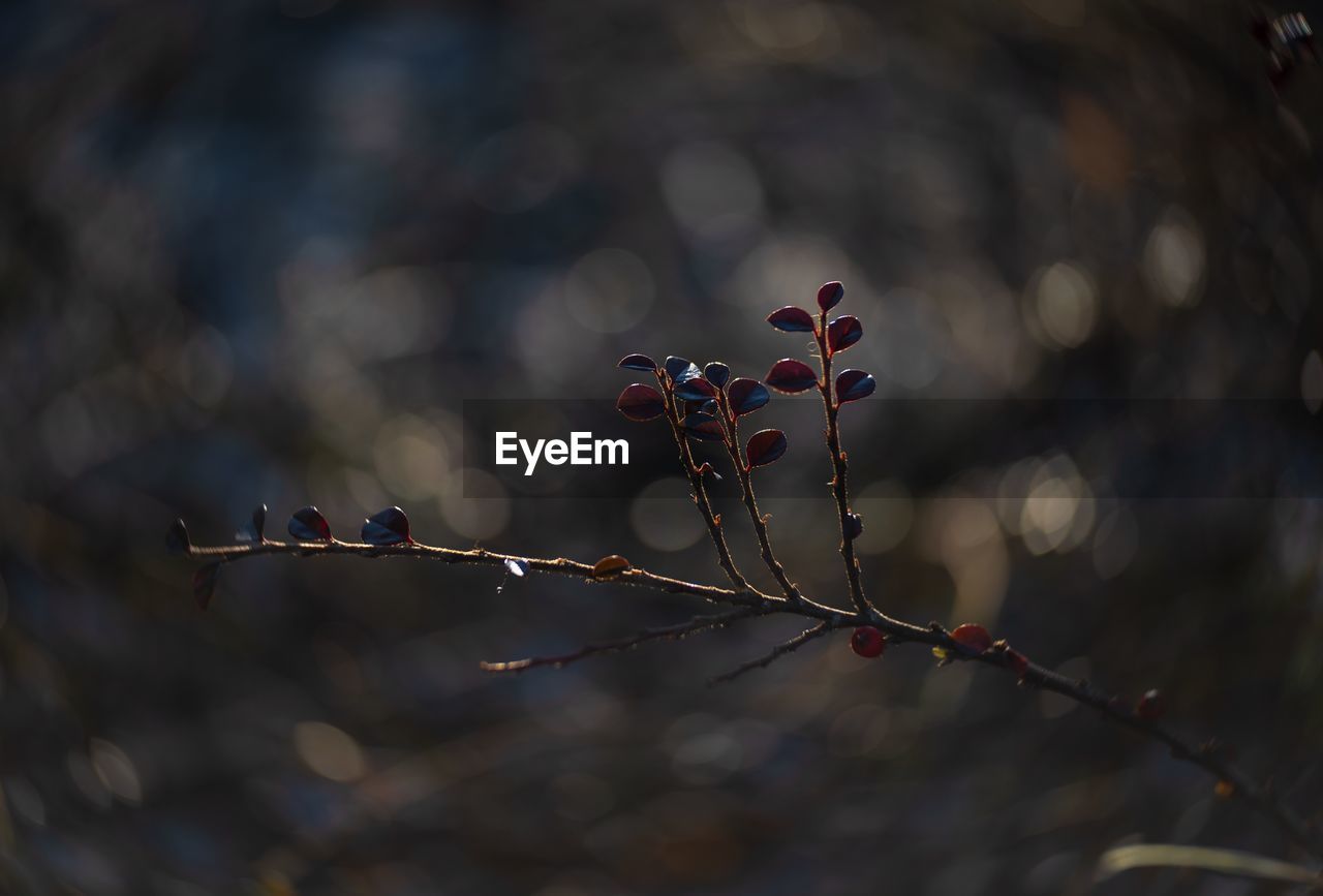 CLOSE-UP OF BERRIES GROWING ON PLANT