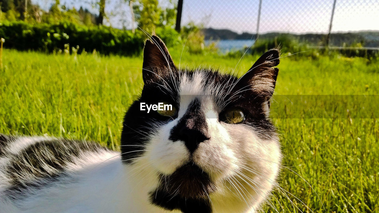 Close-up portrait of a cat