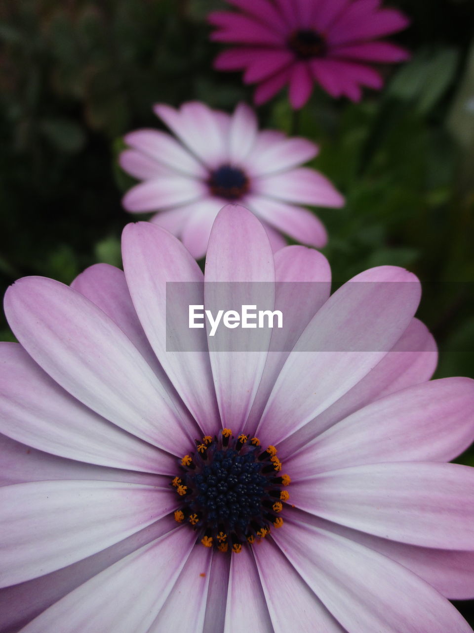 Close-up of pink flower blooming outdoors