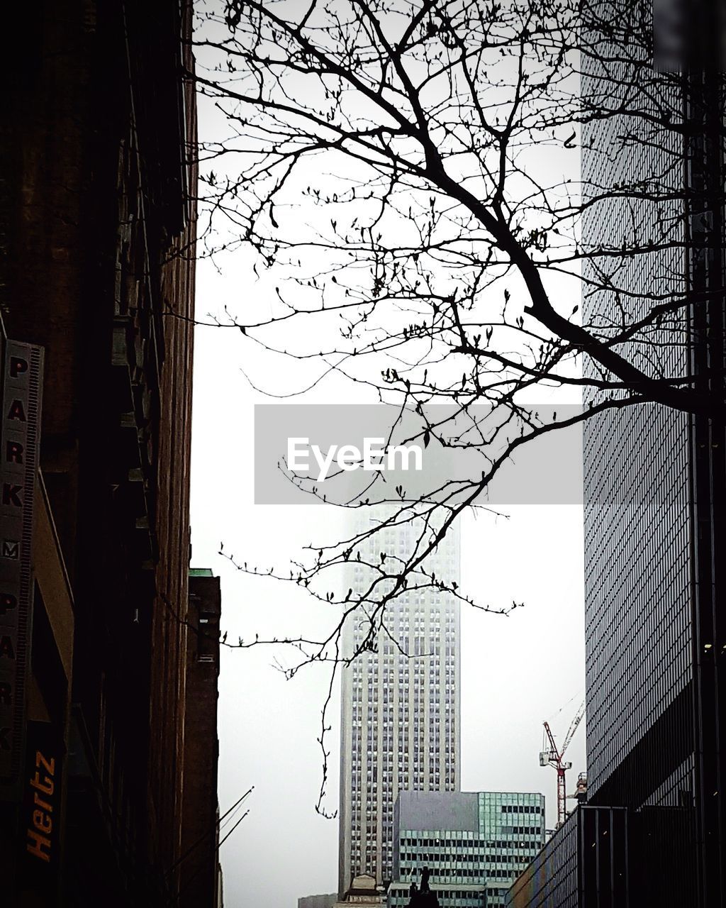 LOW ANGLE VIEW OF TREE AGAINST BUILDINGS