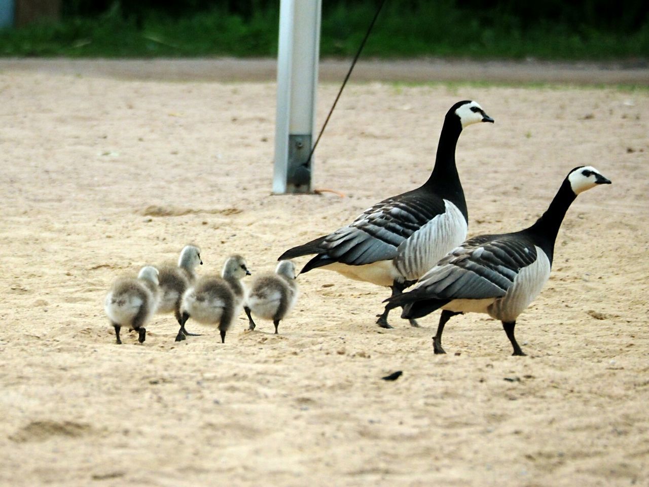 PIGEONS ON FIELD