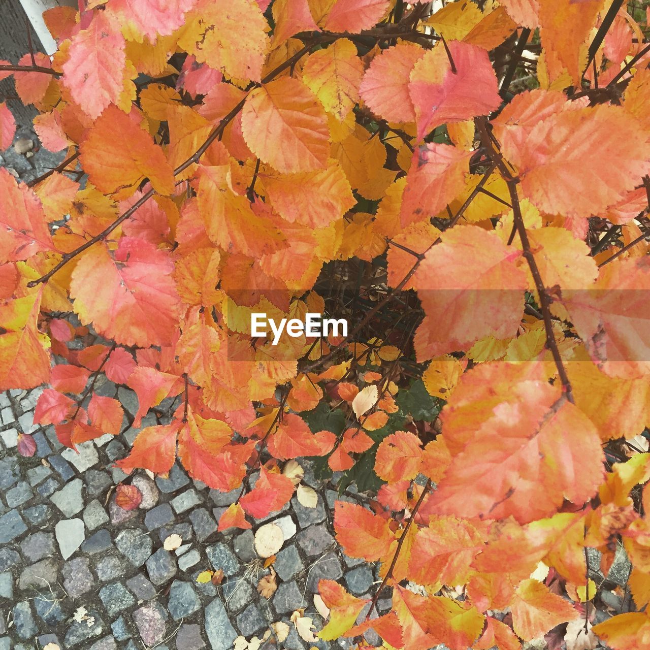 CLOSE-UP OF MAPLE LEAVES ON AUTUMNAL TREE