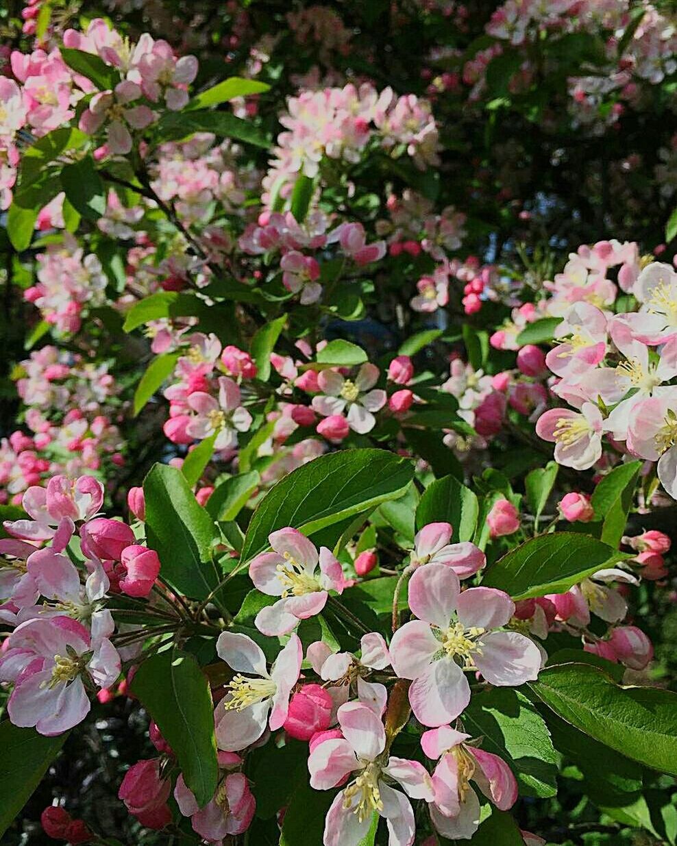 CLOSE-UP OF COLORFUL FLOWERS