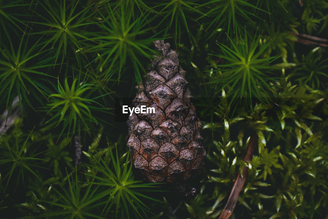 High angle view of pine cone on the ground