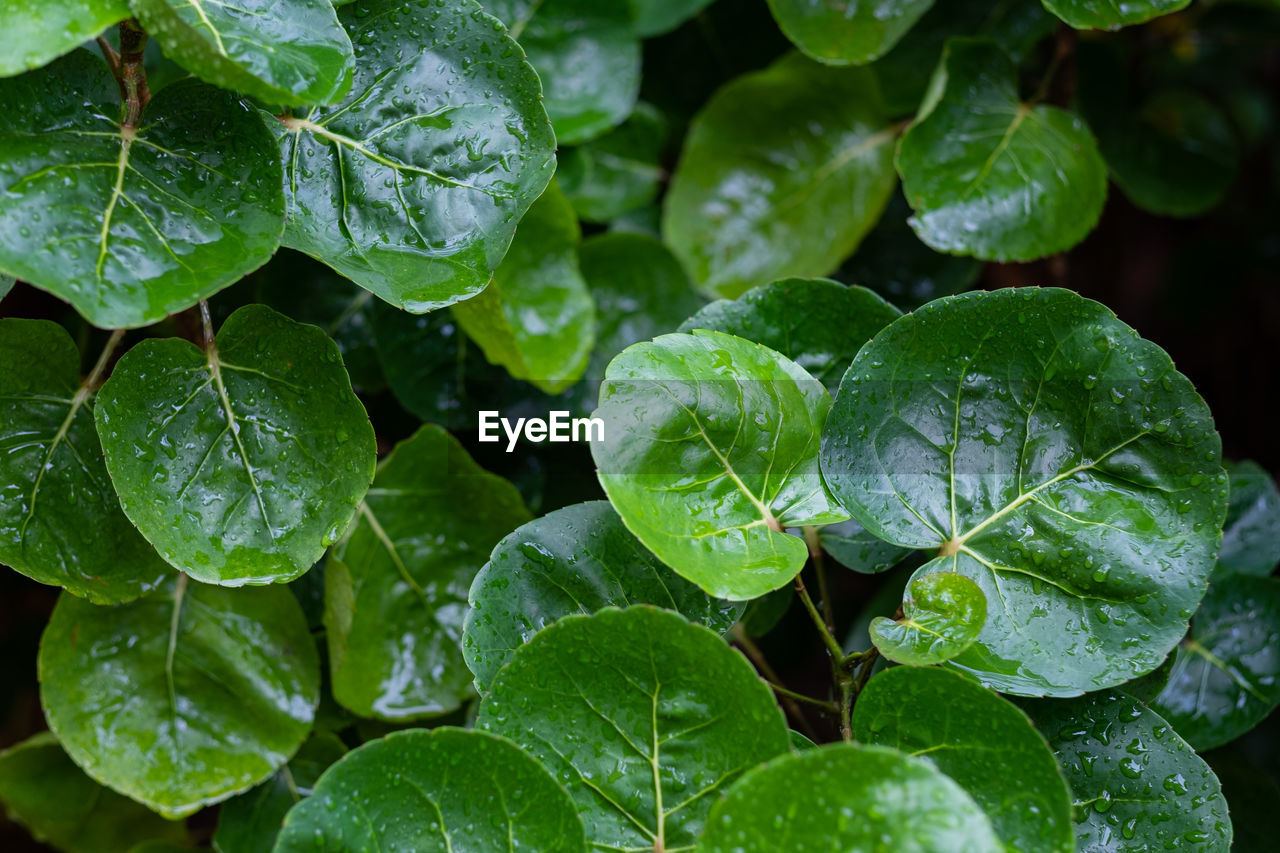 leaf, plant part, green, plant, nature, growth, drop, freshness, food and drink, water, close-up, wet, beauty in nature, no people, food, flower, healthy eating, backgrounds, full frame, outdoors, vegetable, day, ivy, produce, botany, leaf vein, rain, agriculture, environment, shrub, land