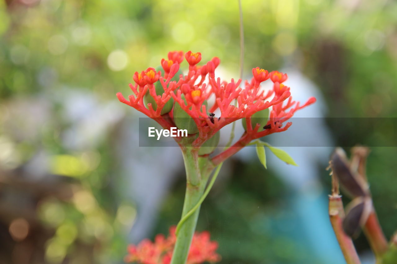 CLOSE-UP OF RED FLOWERS