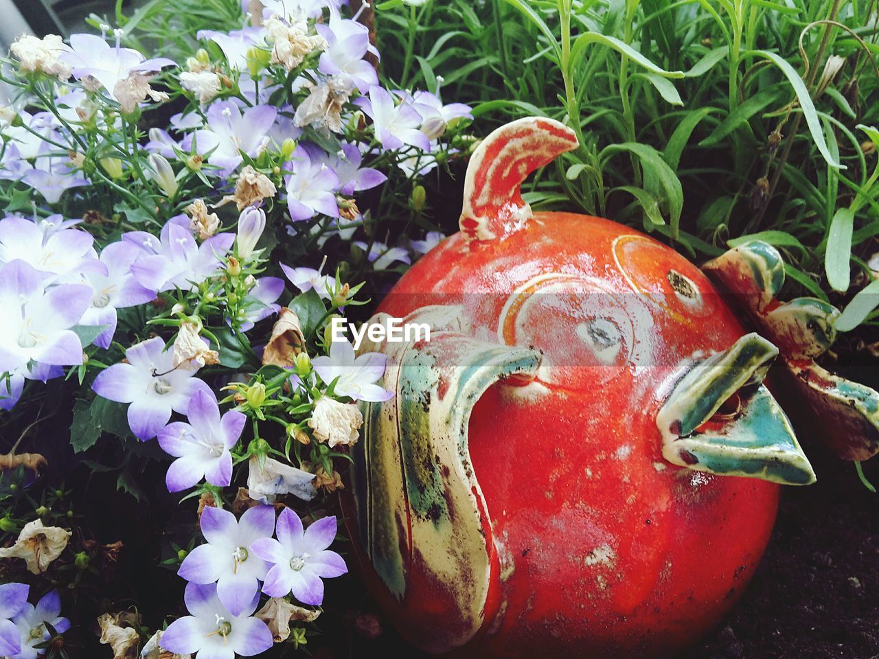 CLOSE-UP OF FLOWERS IN BLOOM