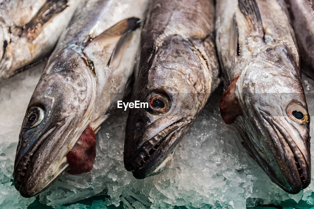 Close-up of dead fishes on crushed ice for sale in market