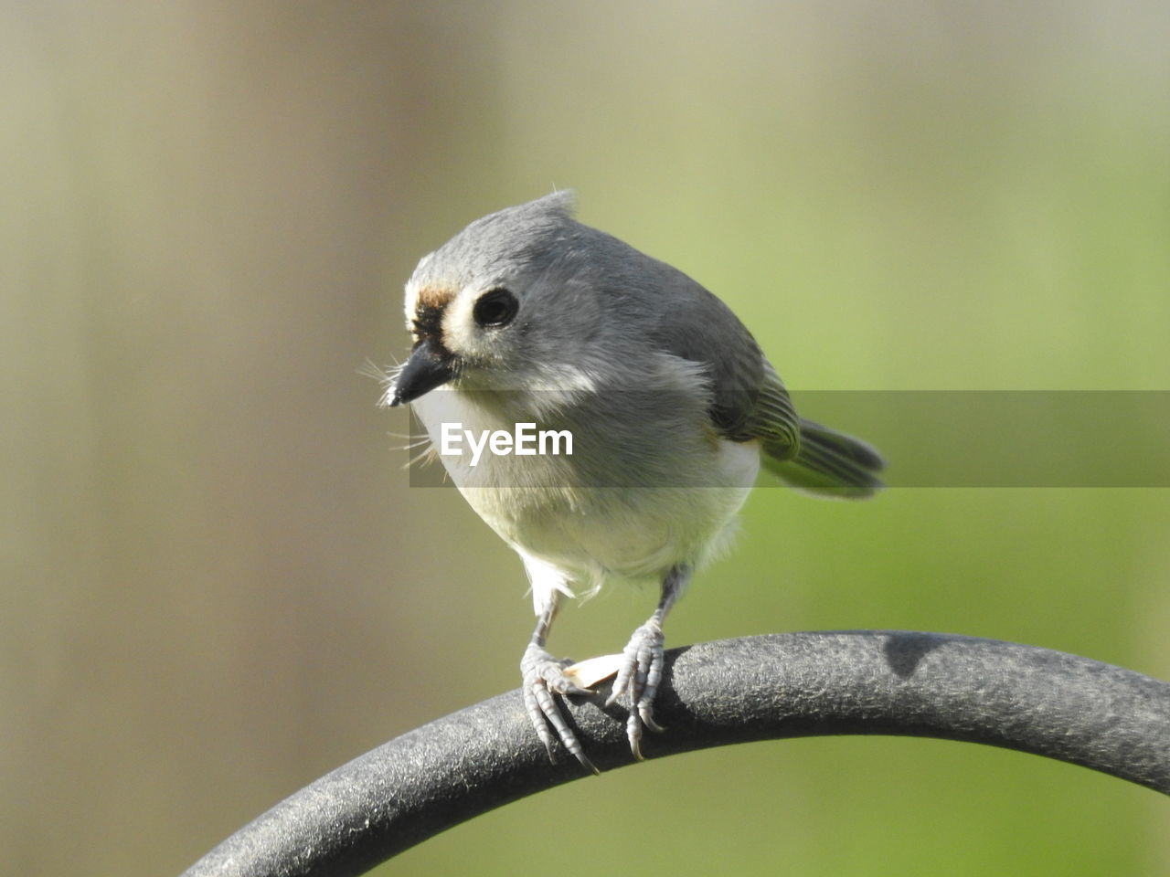 CLOSE-UP OF OWL PERCHING ON BRANCH