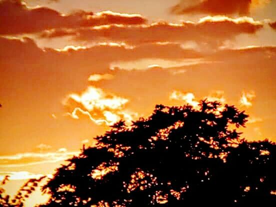 LOW ANGLE VIEW OF TREES AT SUNSET