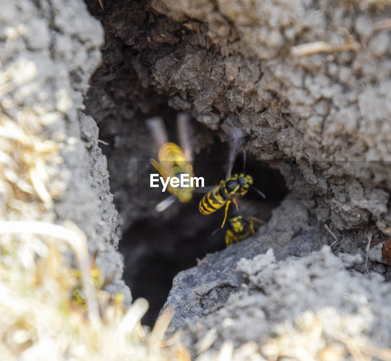 CLOSE-UP OF INSECTS ON ROCK