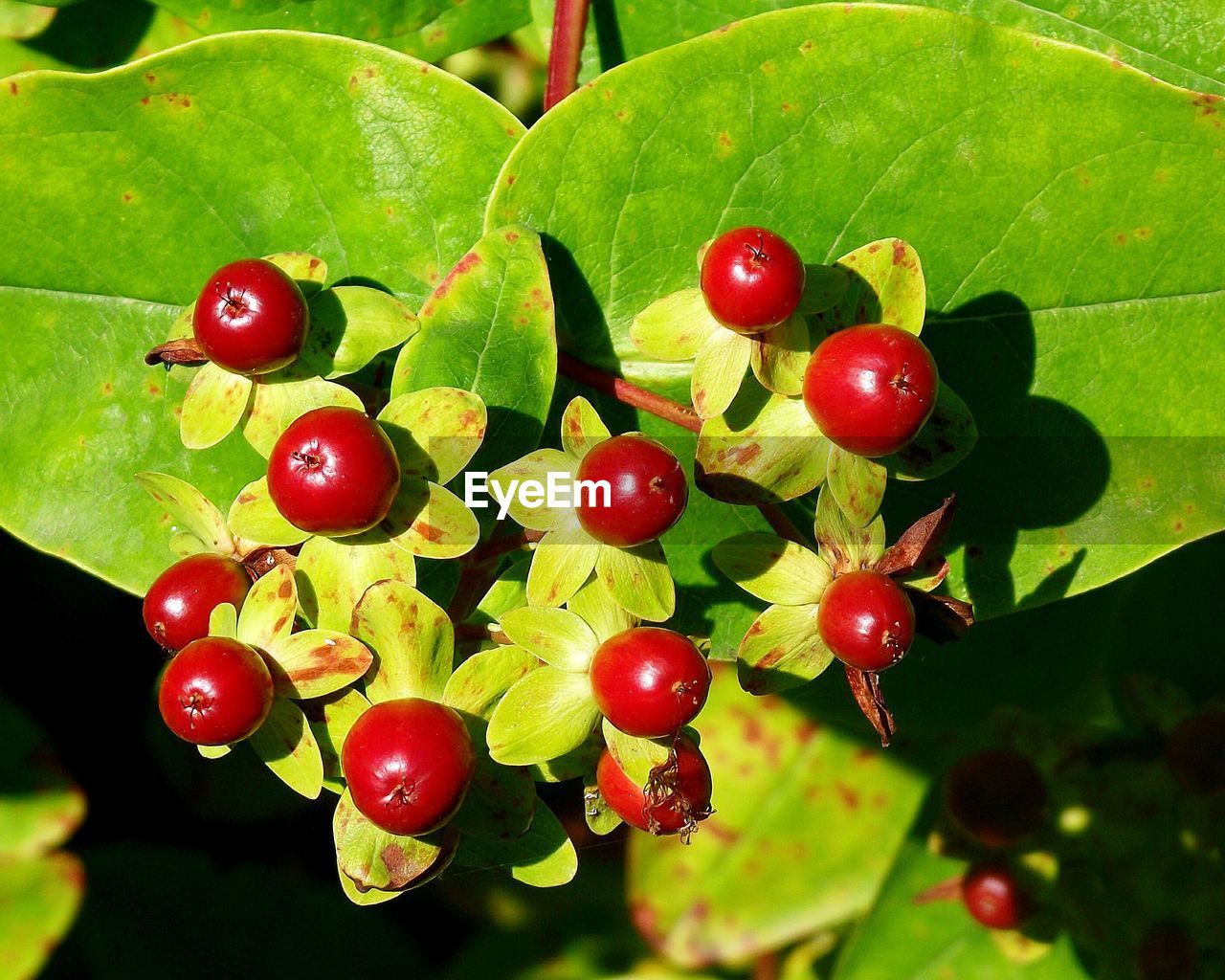 CLOSE-UP OF RED CHERRIES ON TREE