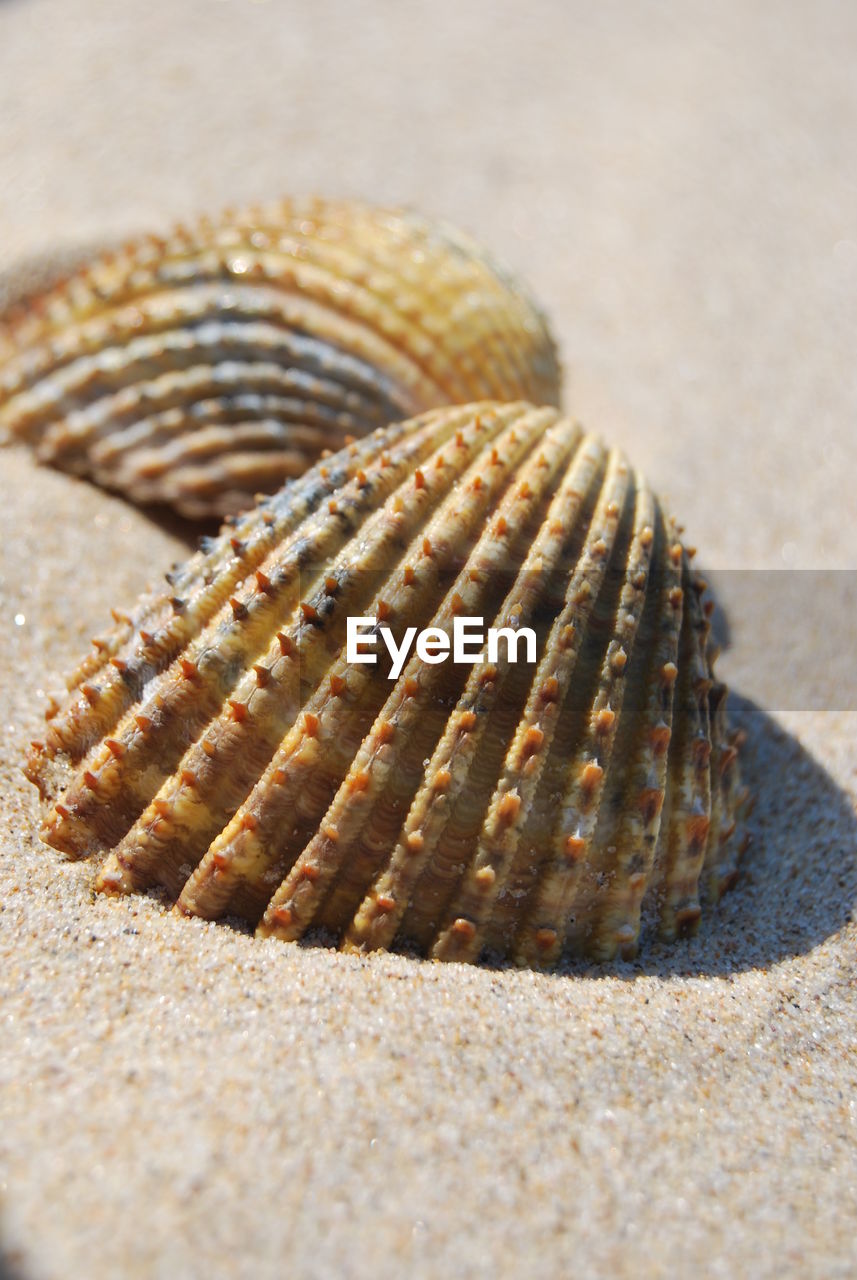 Close-up of shell on sand at beach