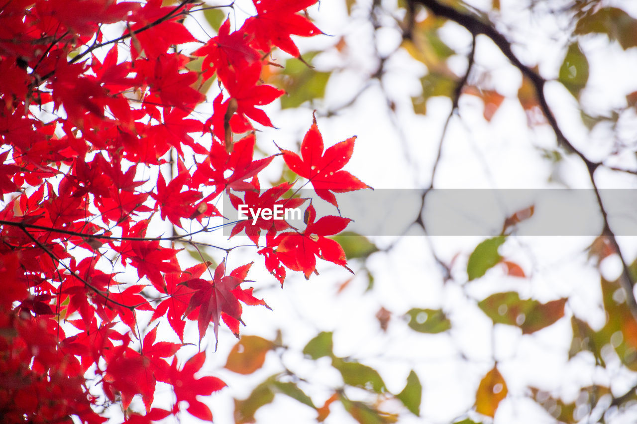 leaf, plant part, autumn, tree, plant, red, maple leaf, branch, beauty in nature, nature, maple tree, no people, maple, day, outdoors, low angle view, tranquility, environment, sky, close-up, sunlight, growth, backgrounds, flower, focus on foreground, vibrant color, scenics - nature