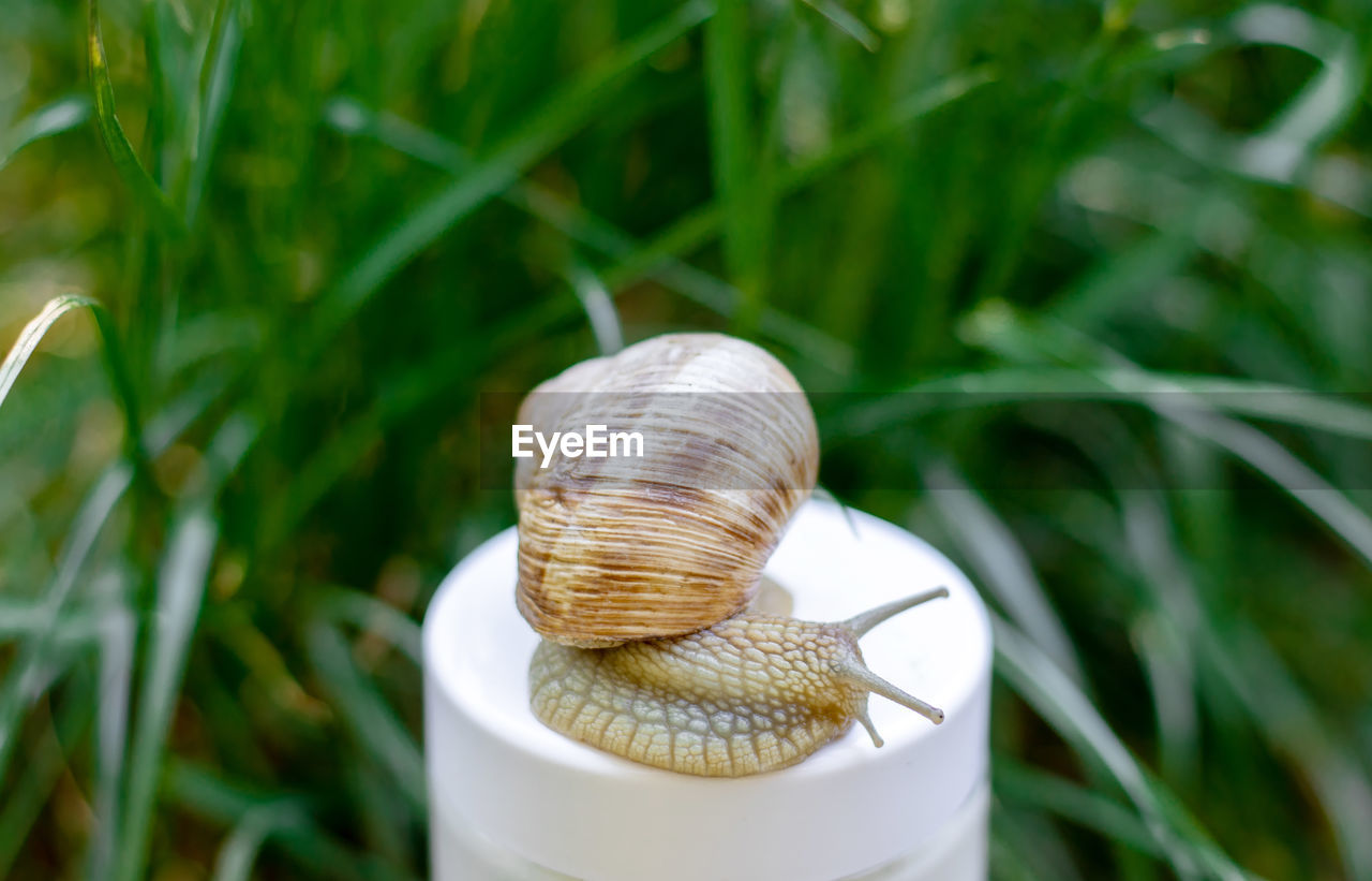 Garden snail on face cream brown bottle serum oil