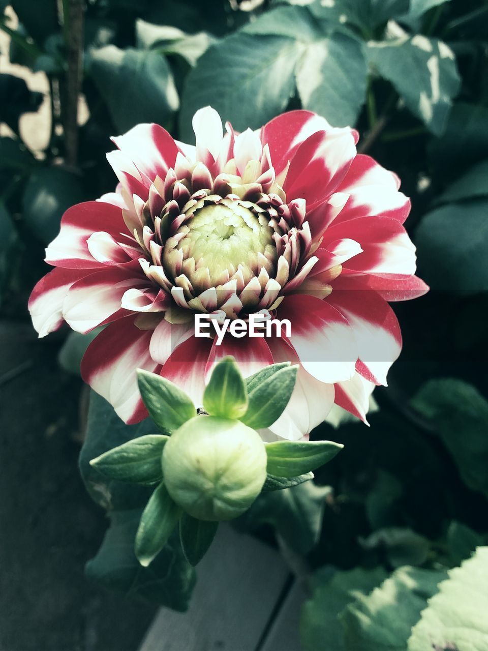 CLOSE-UP OF PINK FLOWER