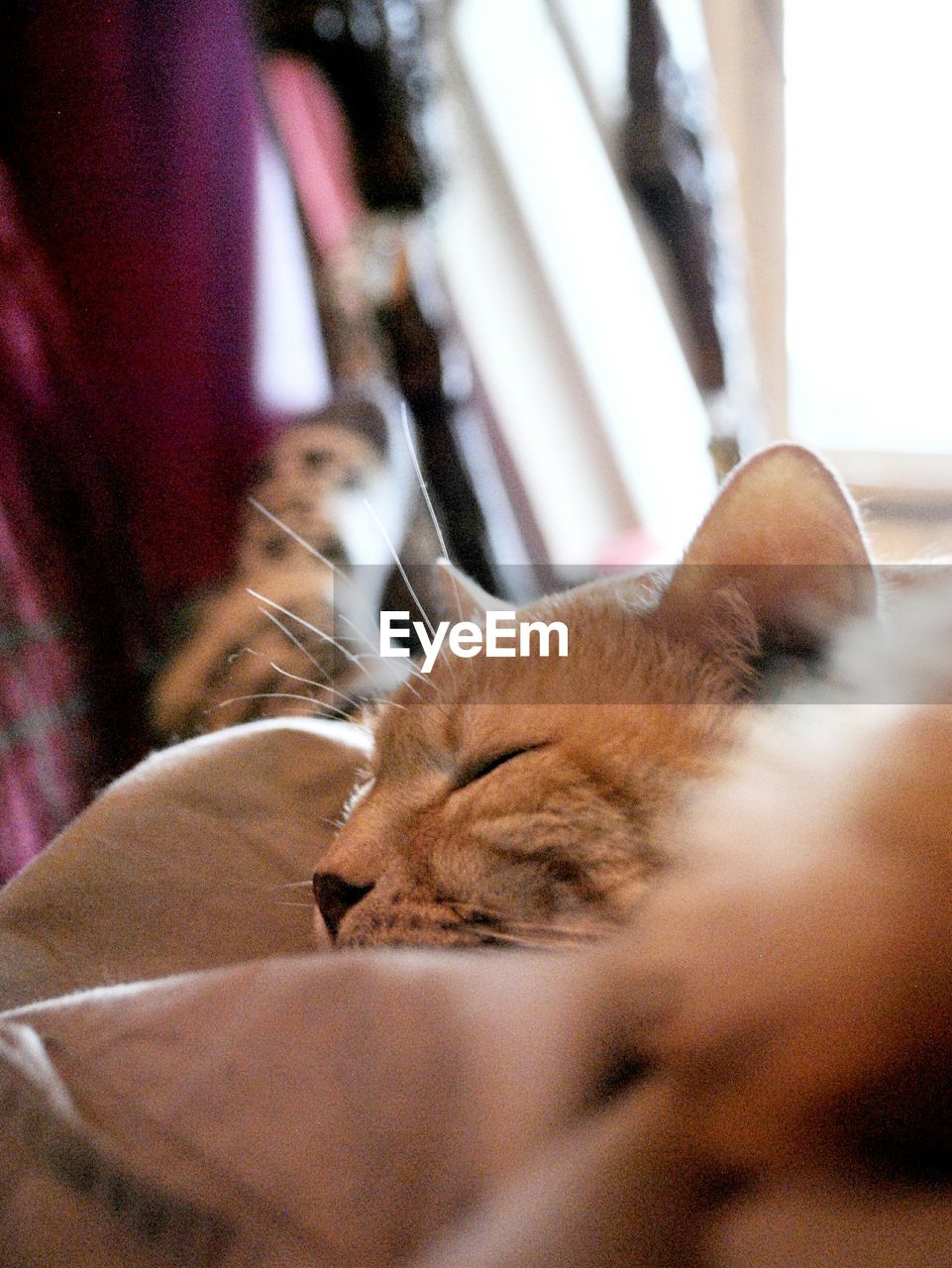 CLOSE-UP OF CAT SLEEPING ON CARPET