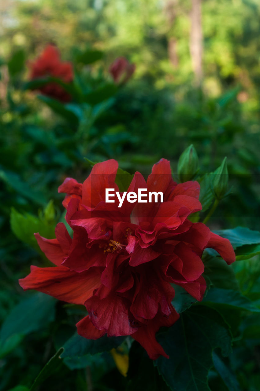 CLOSE-UP OF RED FLOWERS BLOOMING