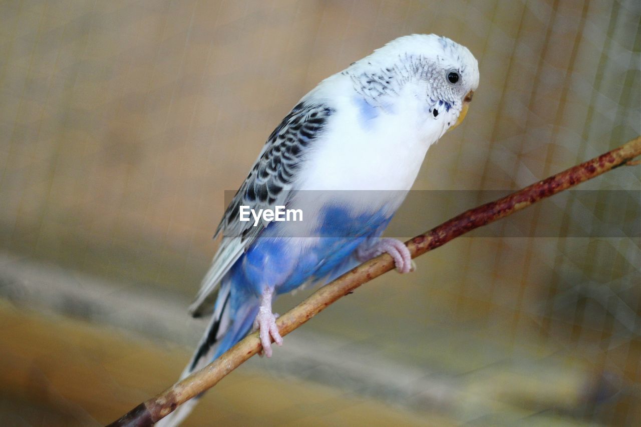 Close-up of bird perching on branch