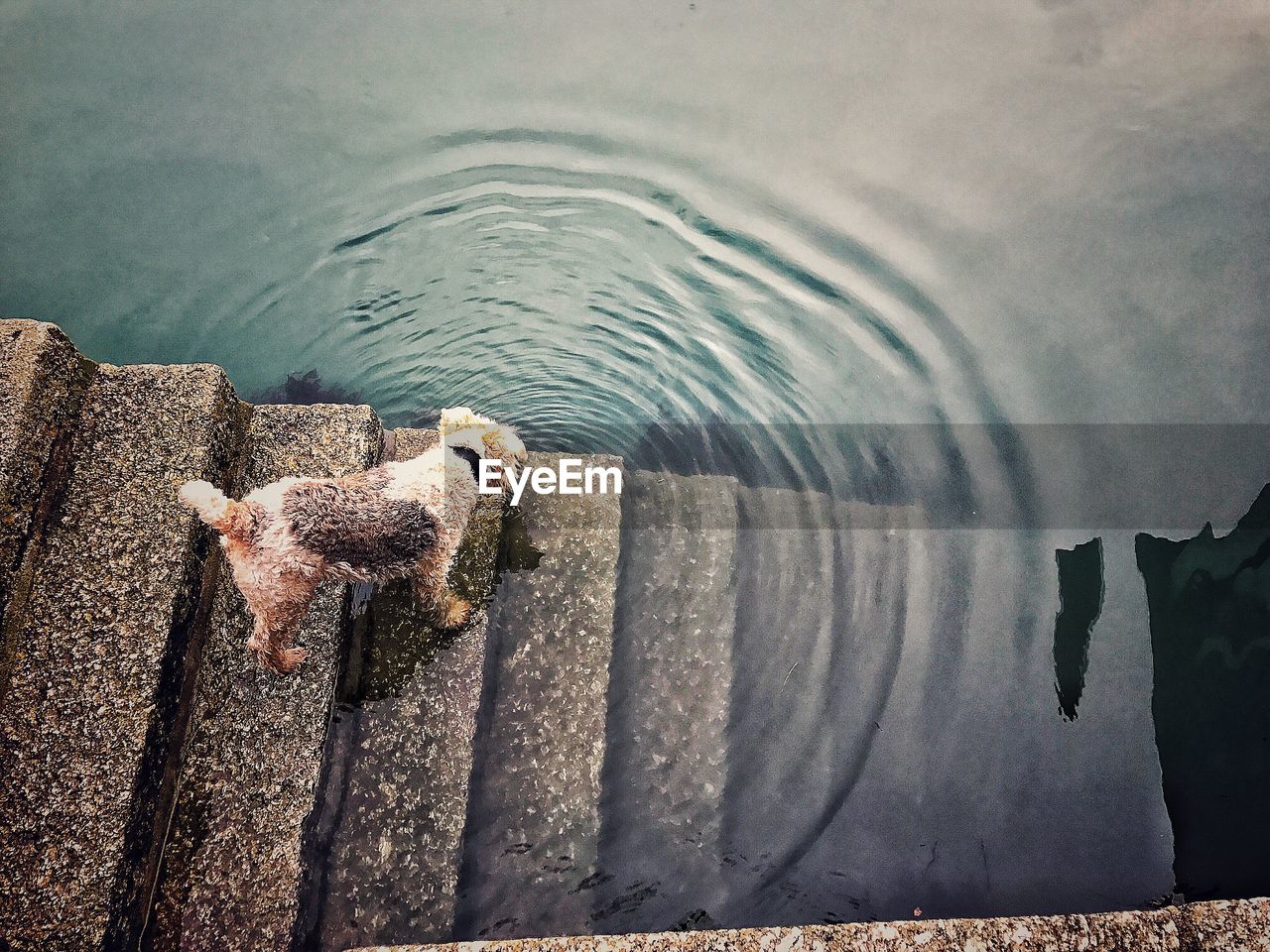 High angle view of dog on steps by lake