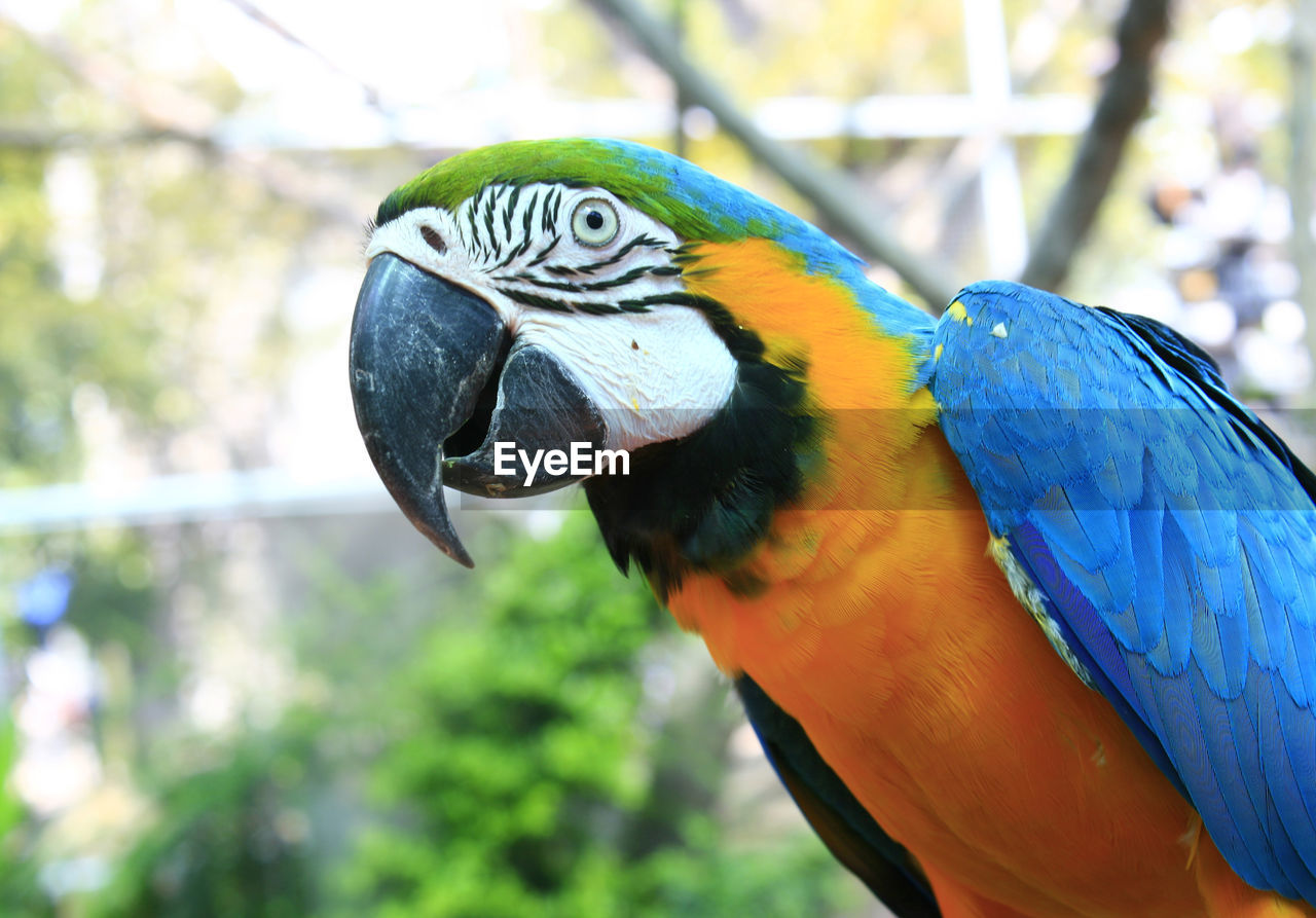 Beautiful blue and gold macaw - parrot portrait