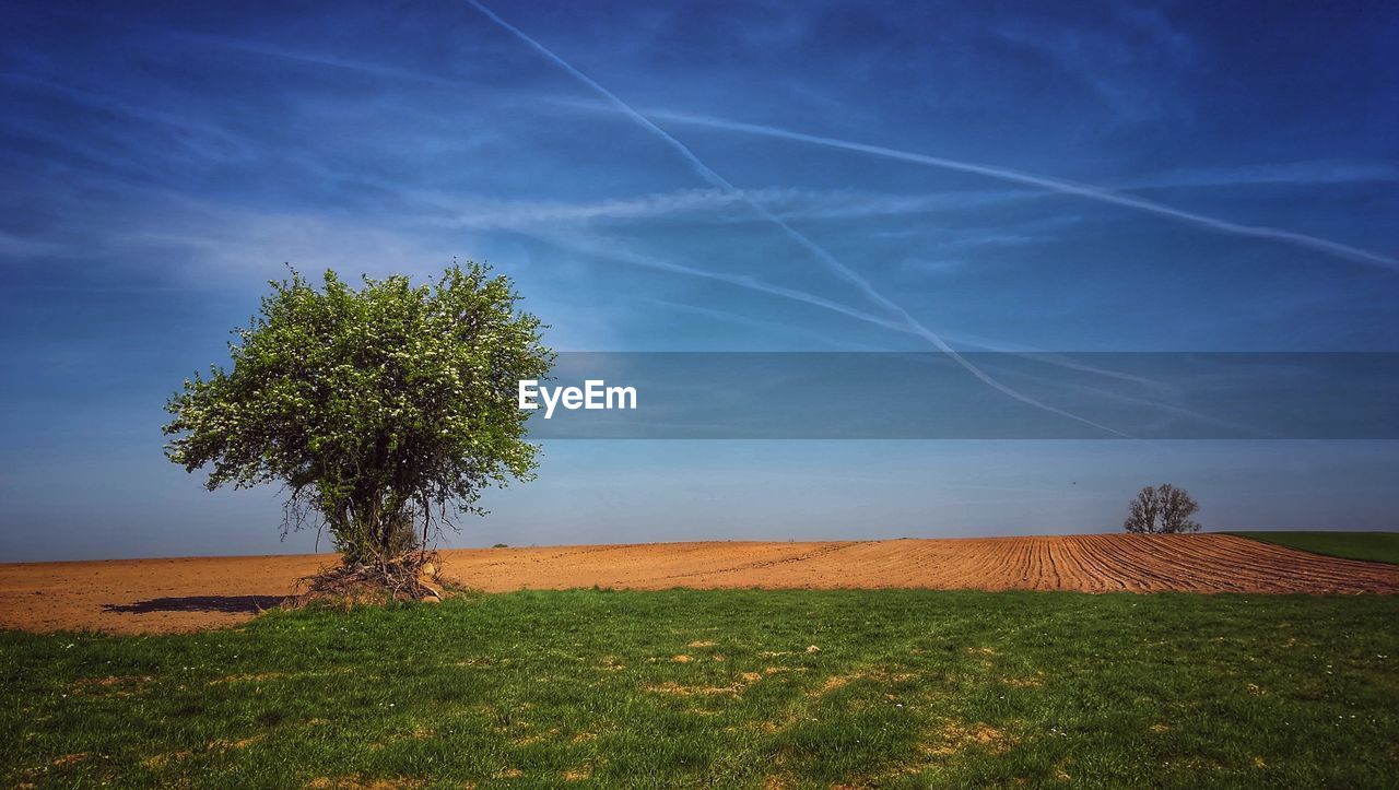 TREE IN FIELD AGAINST SKY