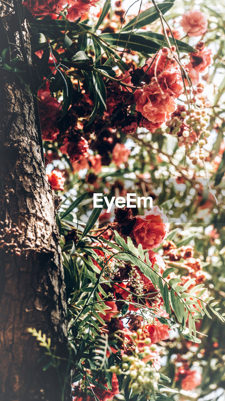 CLOSE-UP OF RED BERRIES ON TREE