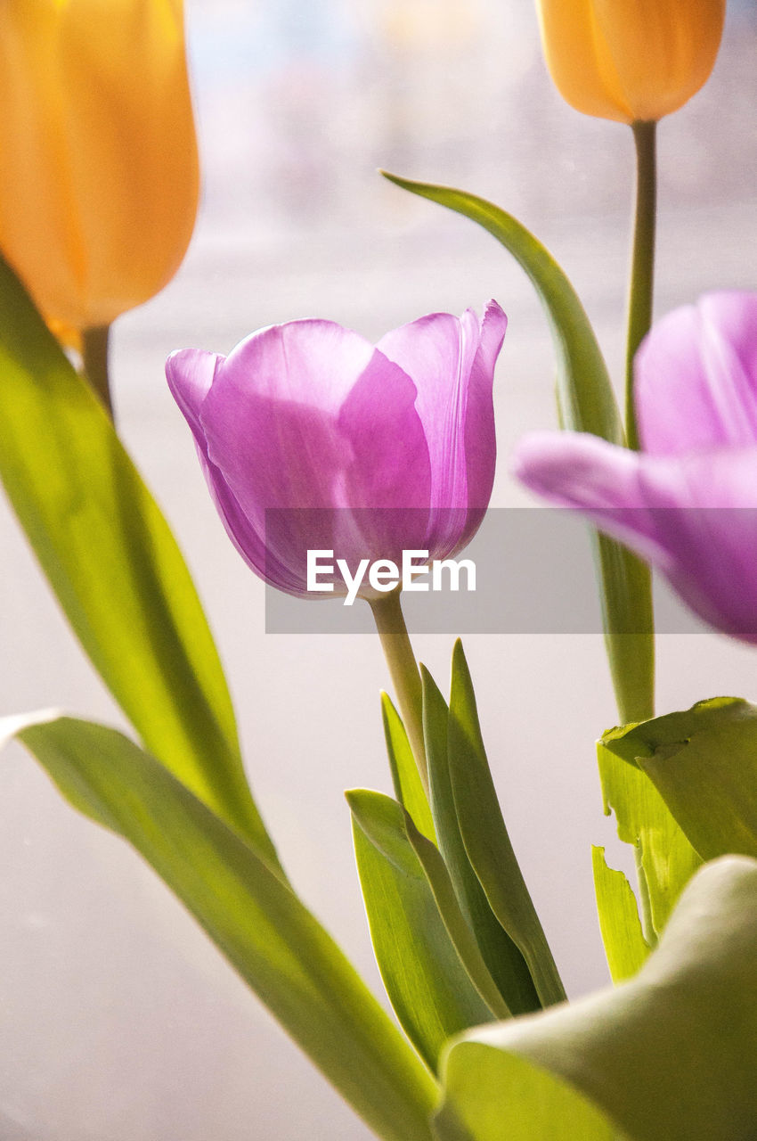 Close-up of pink tulip