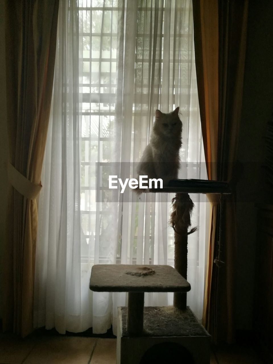 CAT SITTING ON TABLE