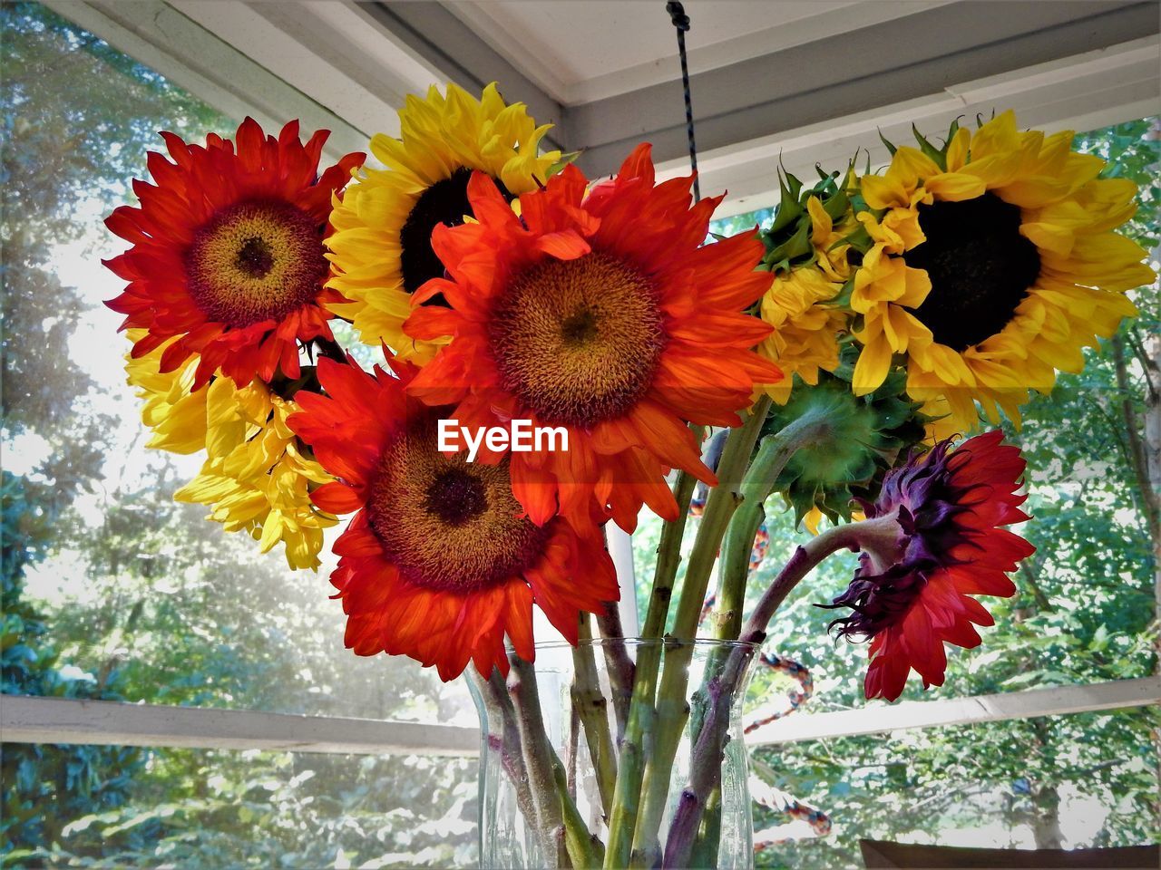 CLOSE-UP OF MULTI COLORED FLOWERS BLOOMING