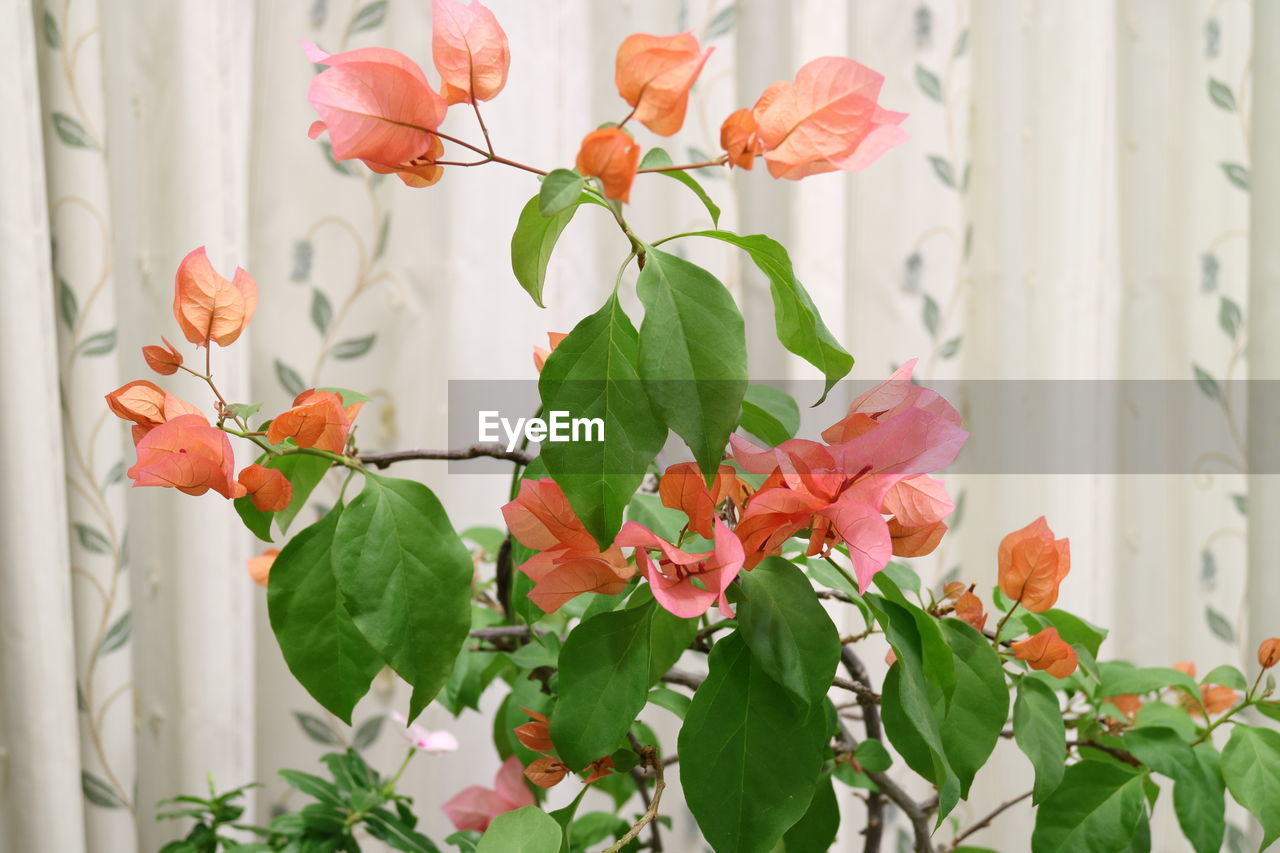 Bougainvillea growing on potted plant against curtain