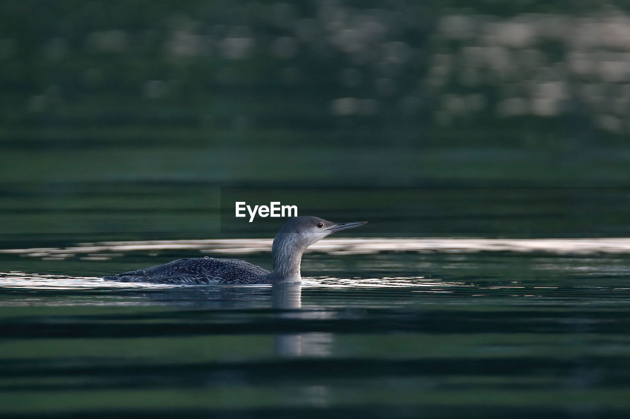 animal themes, animal, animal wildlife, wildlife, one animal, bird, water, nature, reflection, lake, no people, beak, selective focus, day, swimming, outdoors, beauty in nature, animal body part