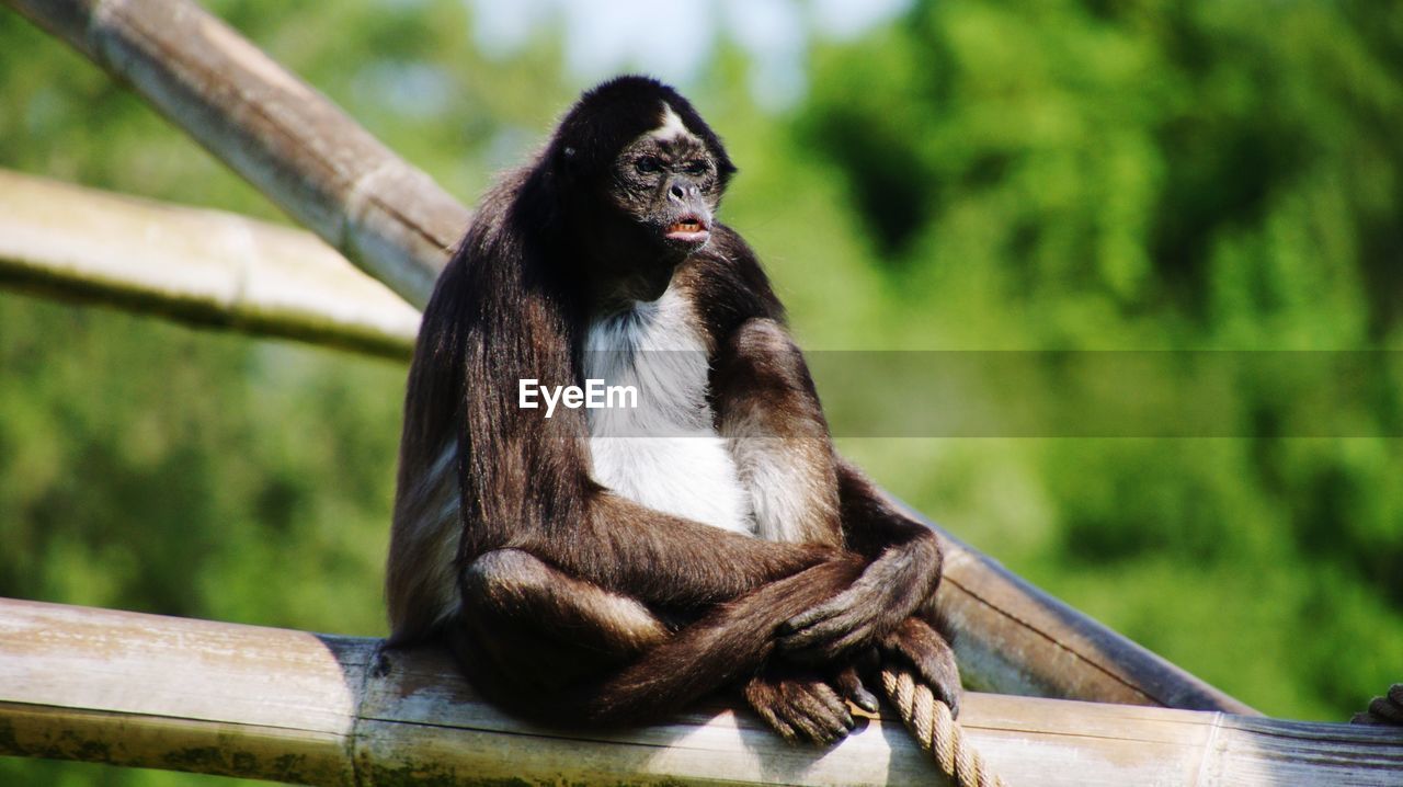 Monkey sitting on bamboo in zoo