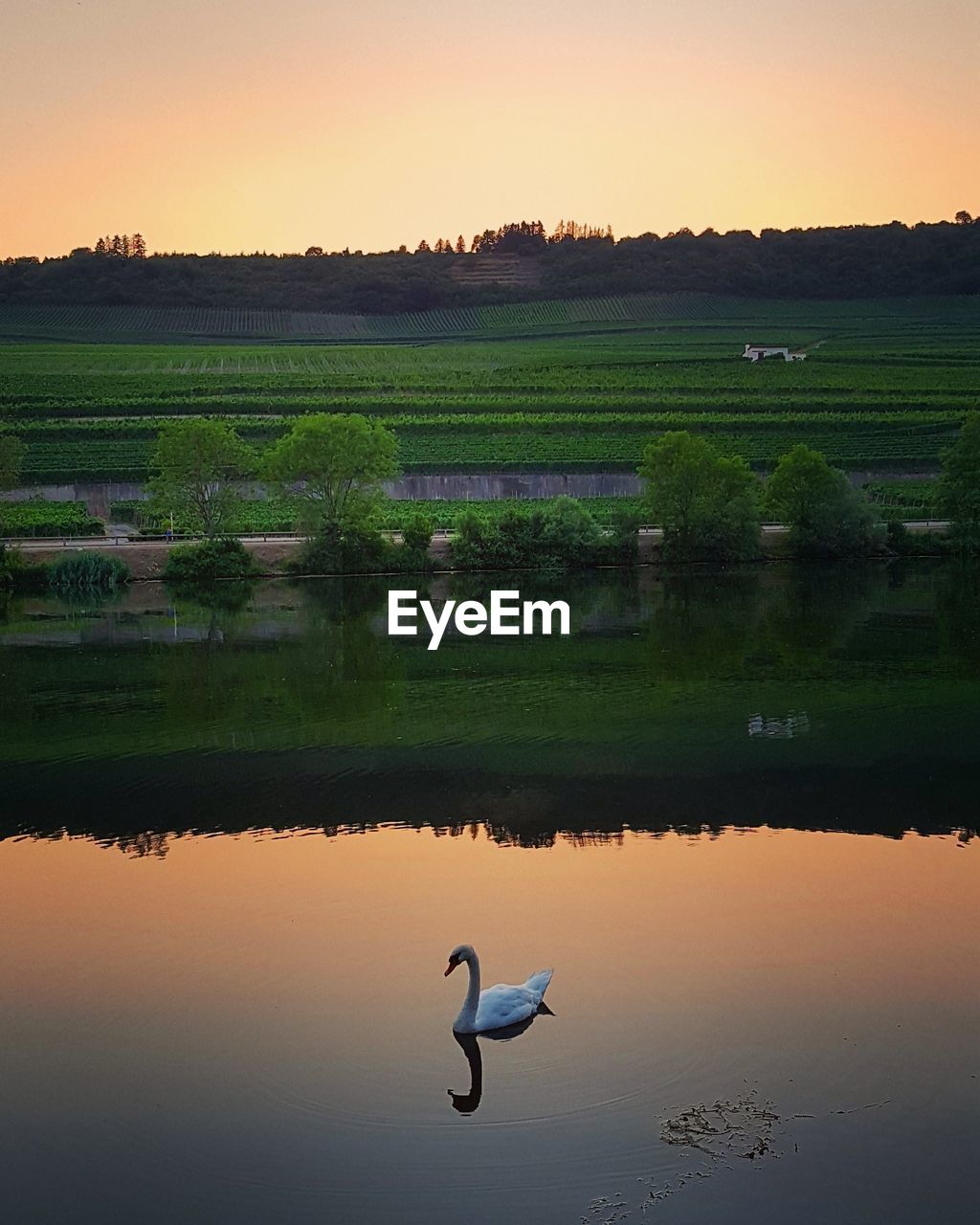 VIEW OF SWAN IN LAKE