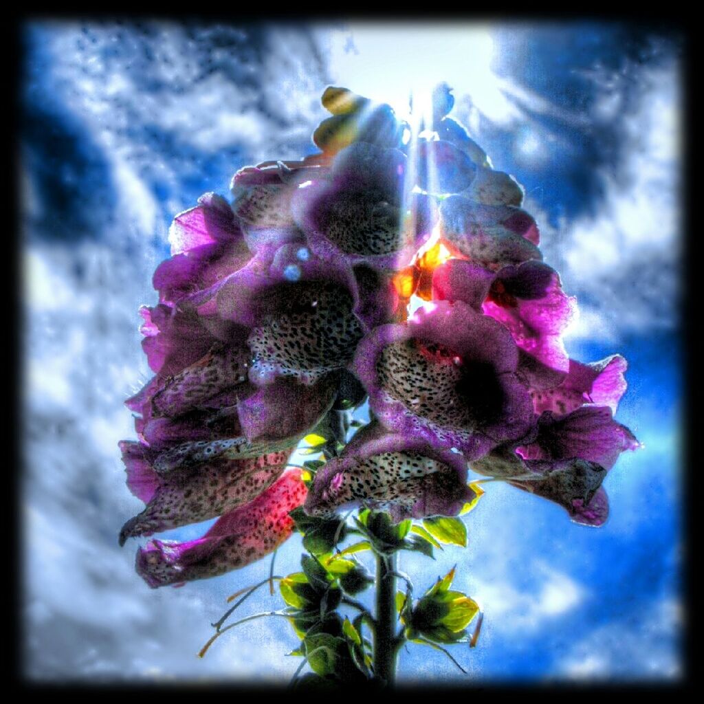 CLOSE-UP OF PLANT AGAINST BLURRED BACKGROUND