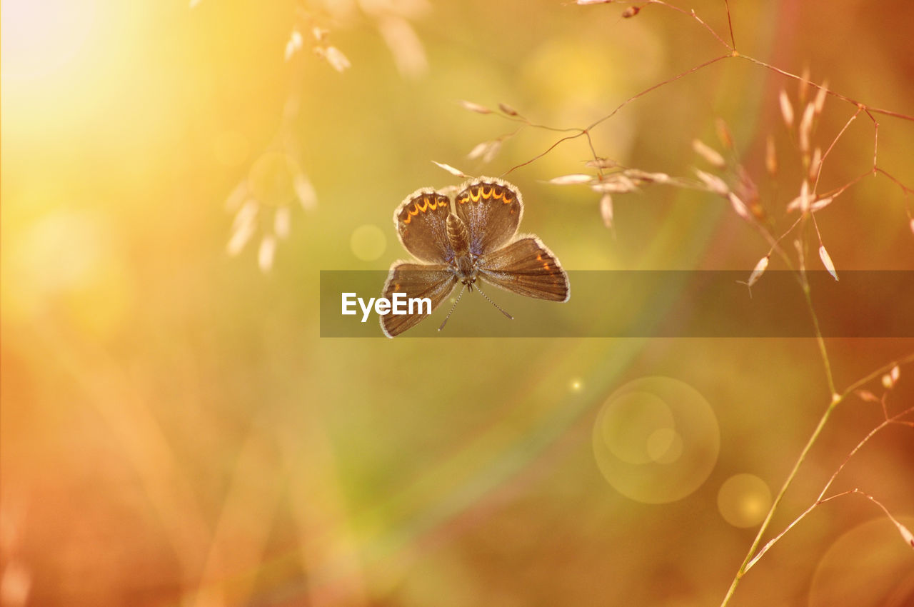 Sunlit butterfly hanging from a bent grass.