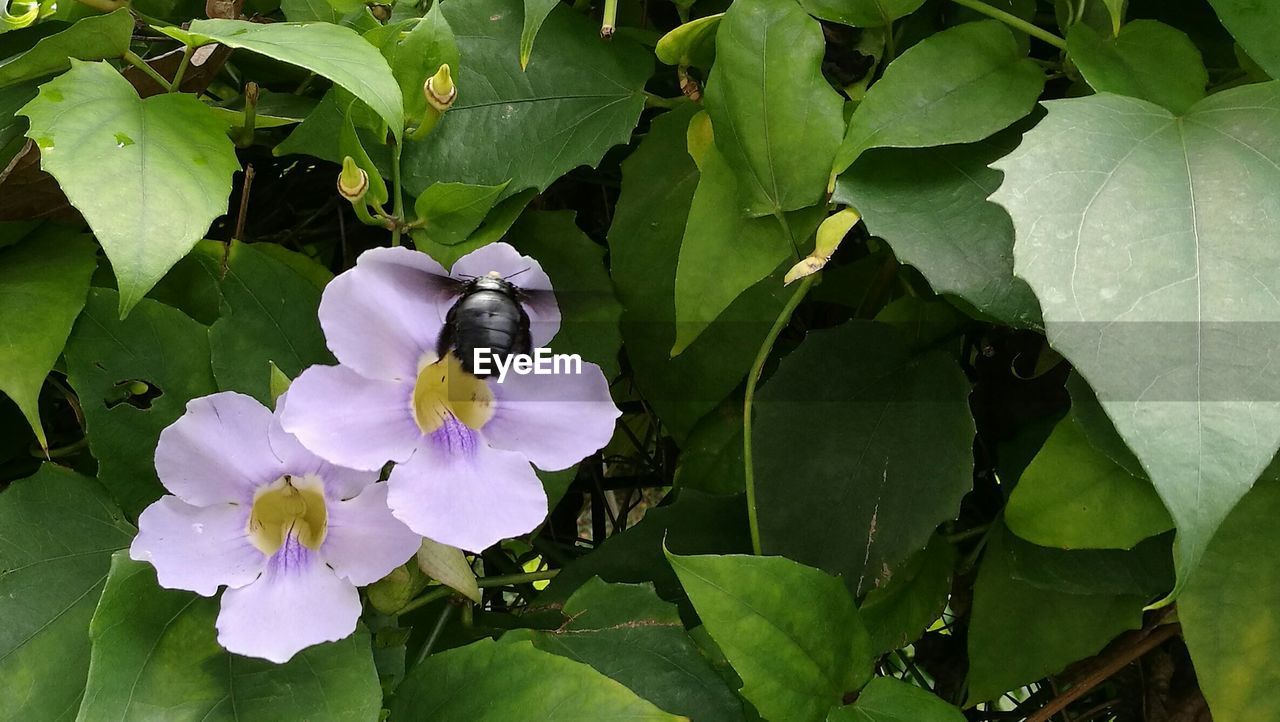 CLOSE-UP OF FLOWER PLANT