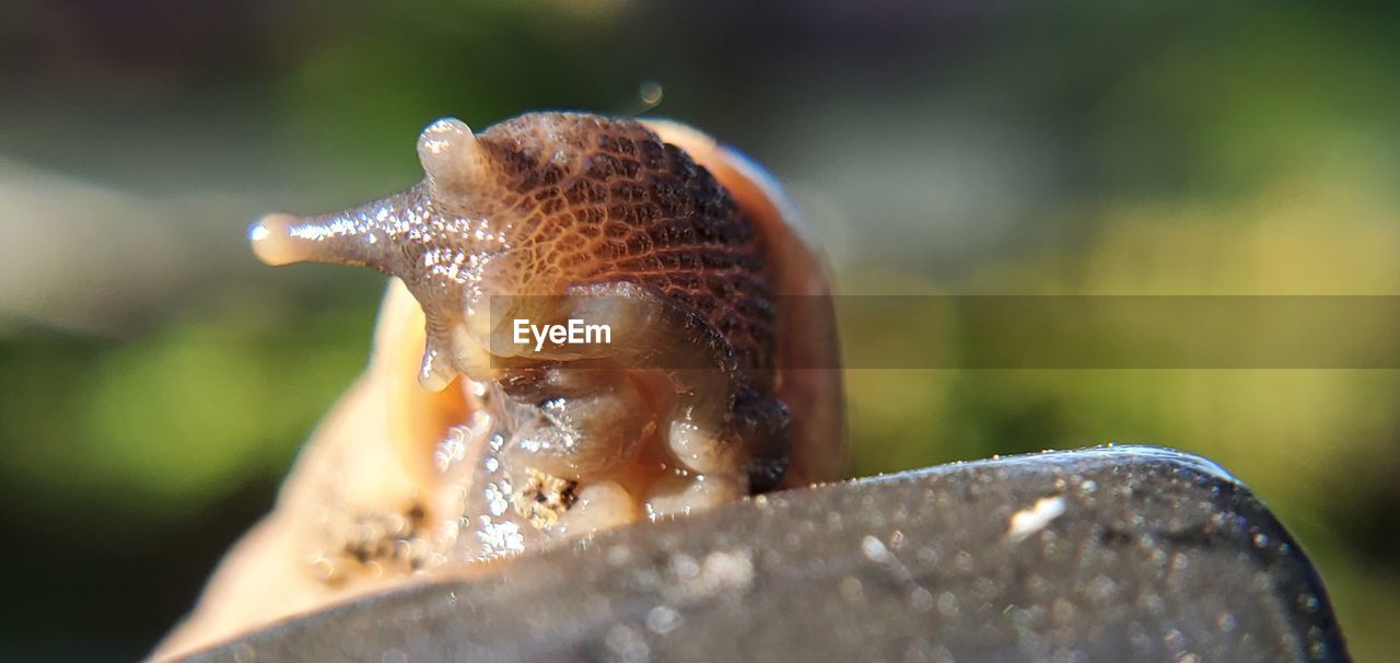 CLOSE-UP OF SNAIL ON A SURFACE