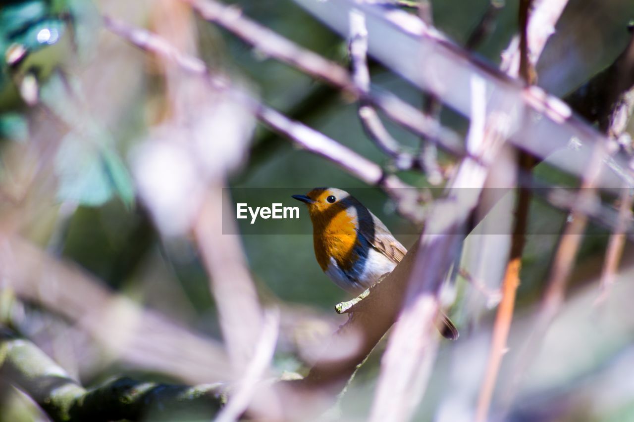 Small bird in branches