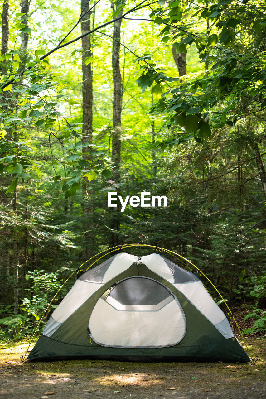 VIEW OF TREES THROUGH FOREST