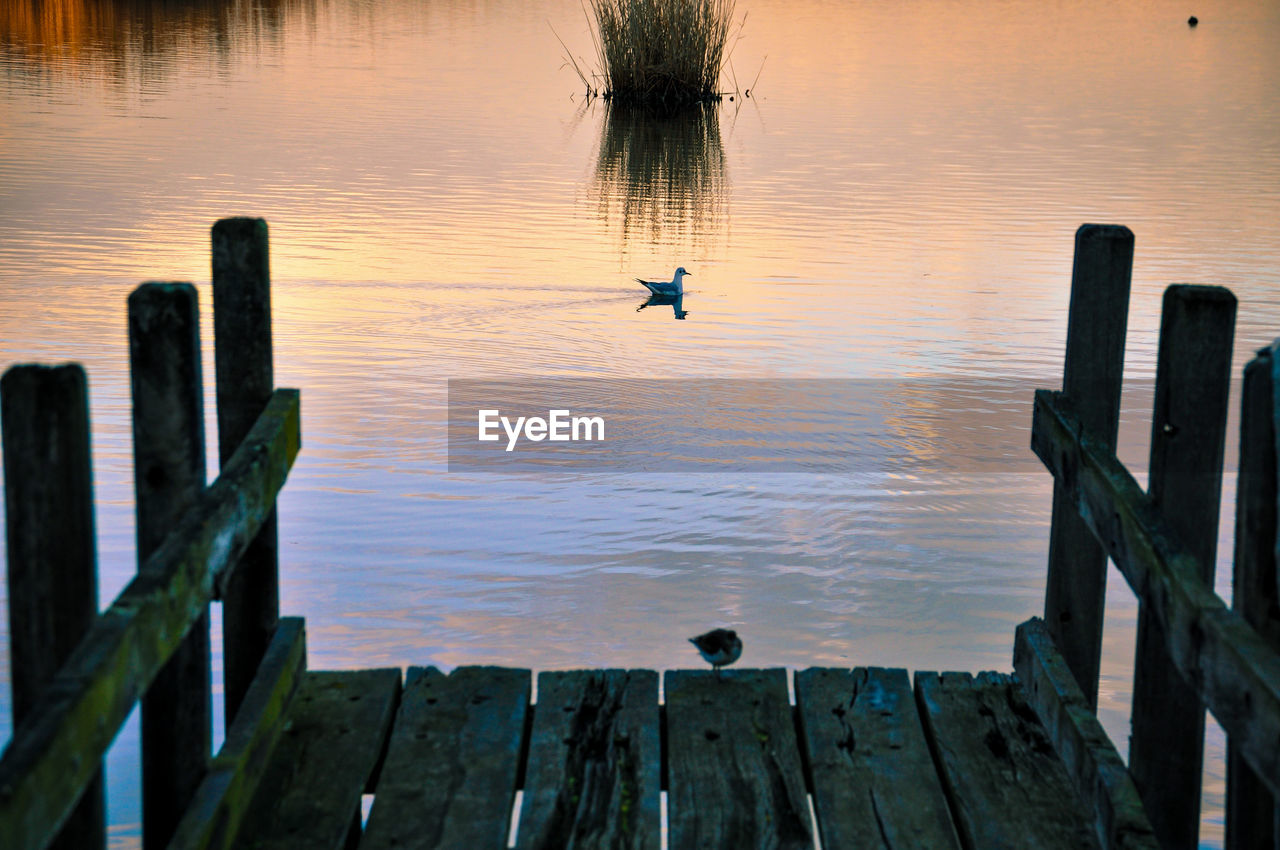 View of seagulls flying over wooden pier