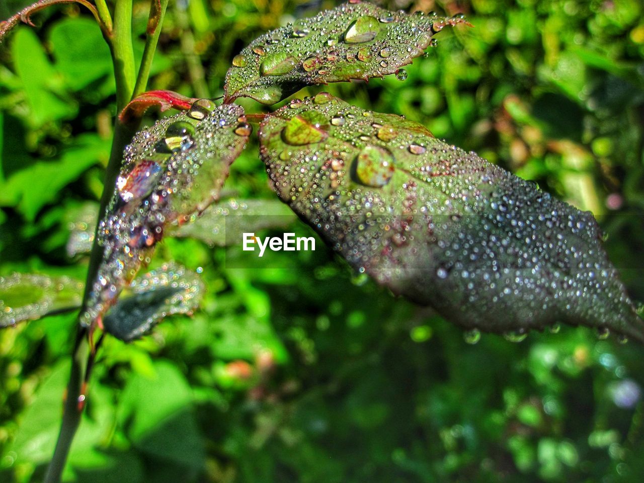 CLOSE-UP OF WATER DROP ON LEAF