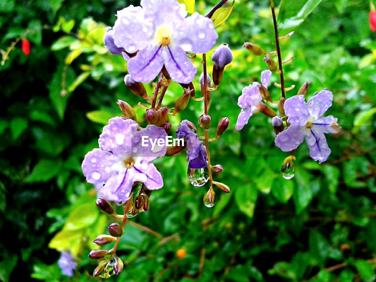 CLOSE-UP OF PURPLE FLOWERS BLOOMING