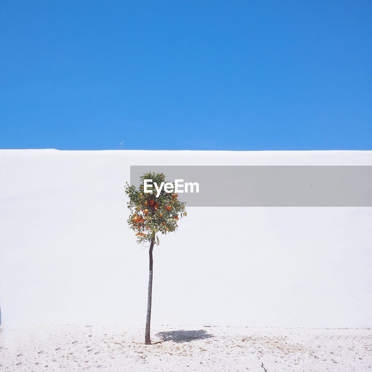 Lone tree on snow covered landscape against clear blue sky