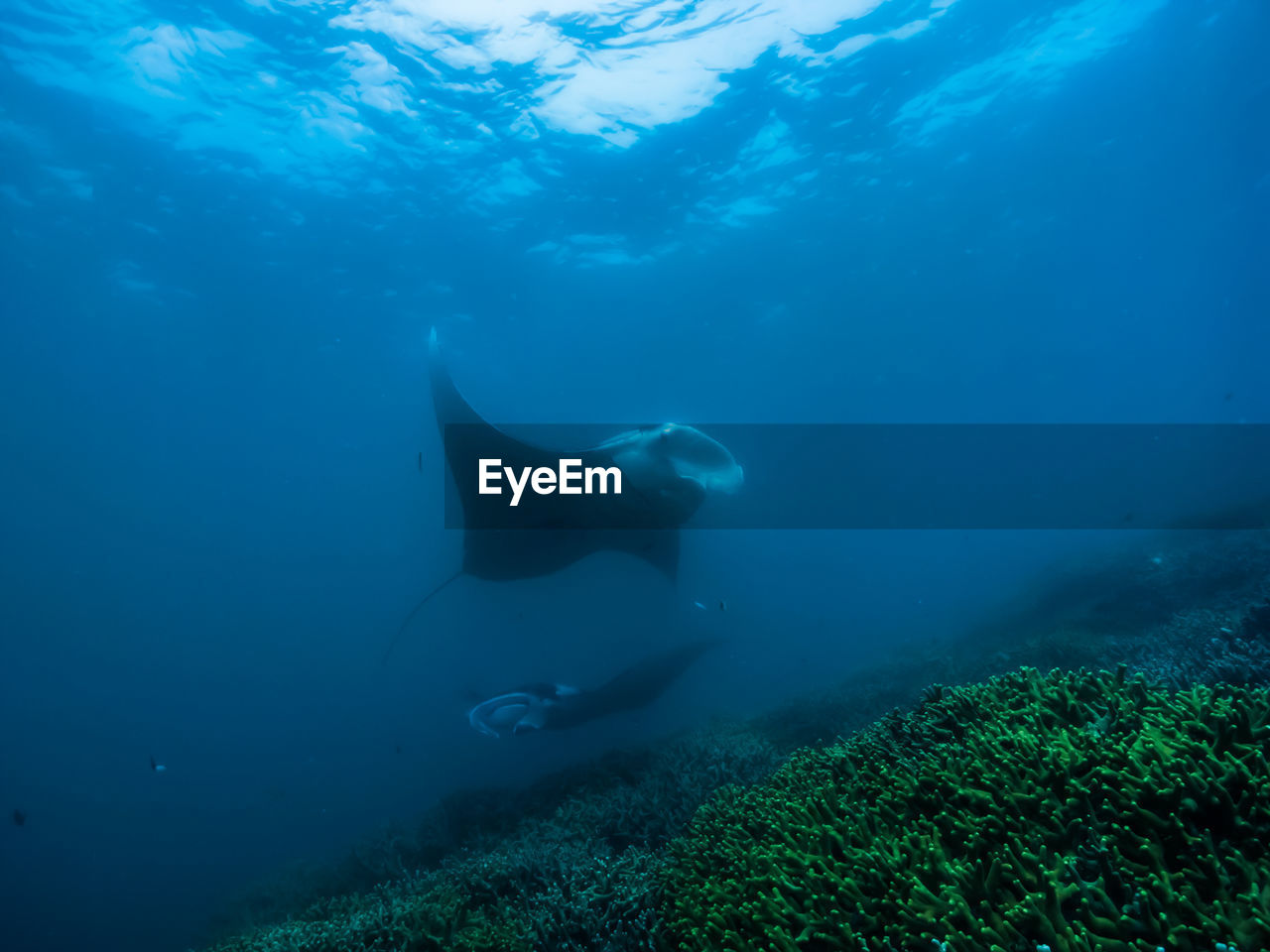 Manta ray.  close-up of swimming in sea