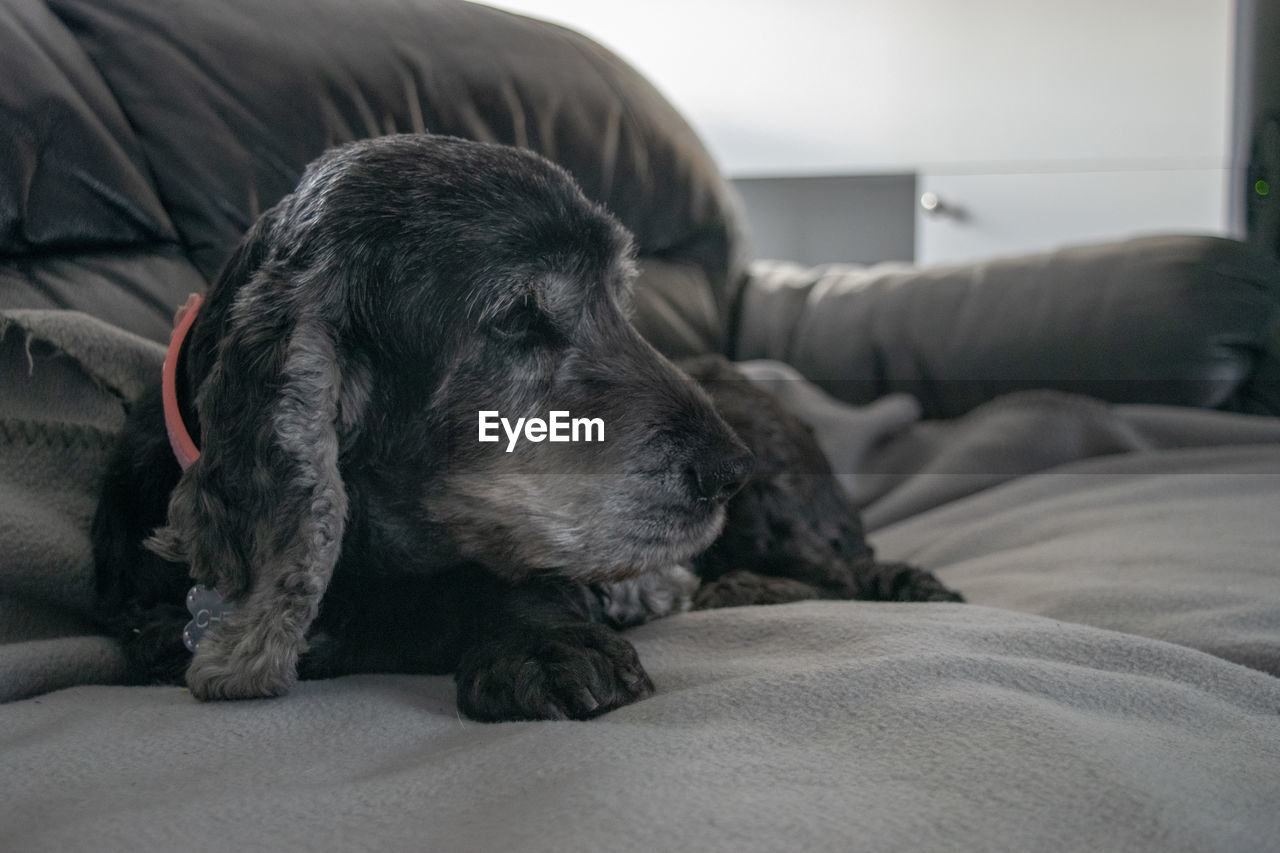 Dog sleeping on bed at home