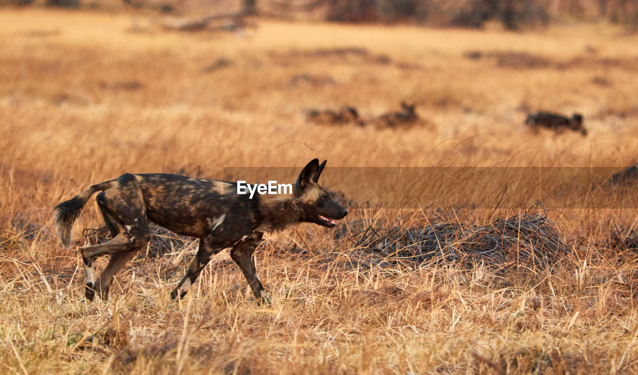 Side view of hyena walking on field