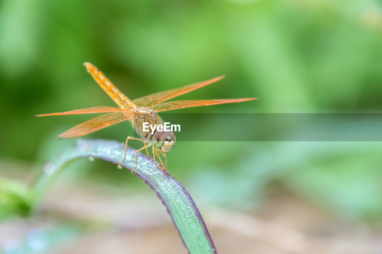 CLOSE-UP OF GRASSHOPPER ON LEAF