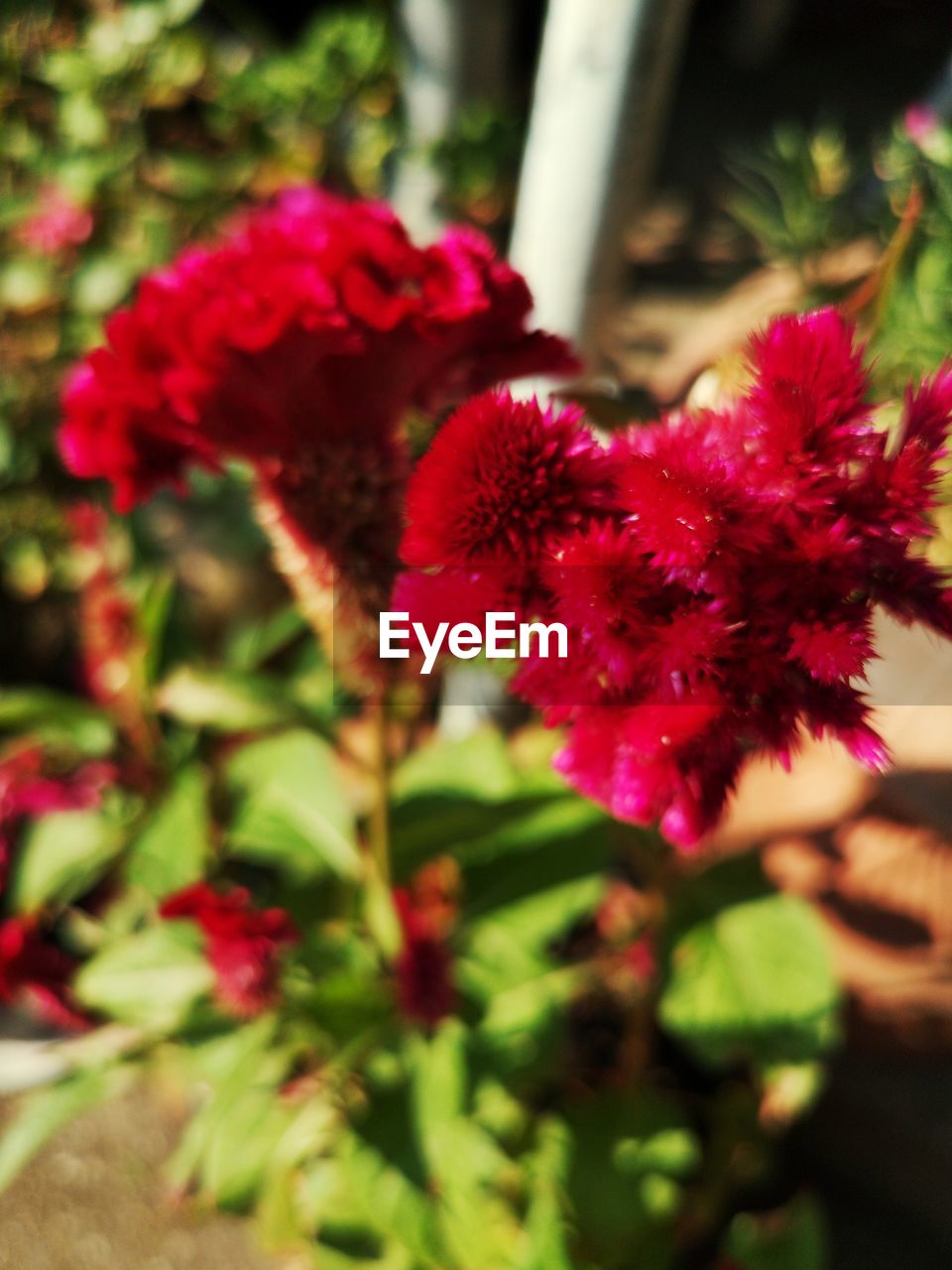 CLOSE UP OF RED FLOWERING PLANT