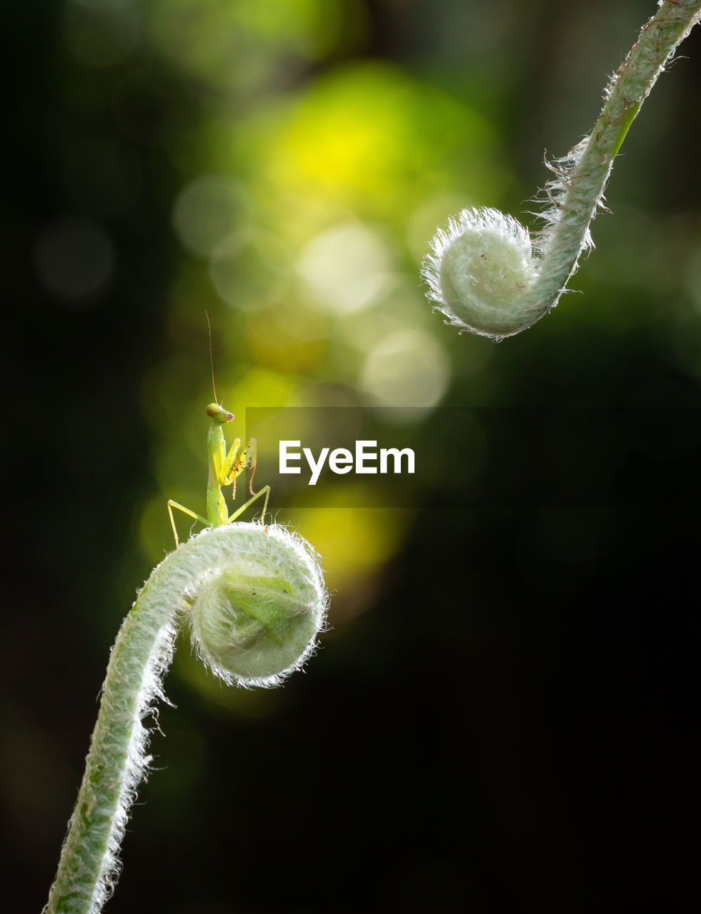 green, close-up, macro photography, nature, leaf, plant, flower, no people, animal, focus on foreground, insect, beauty in nature, fragility, yellow, plant stem, outdoors, dew, branch, moisture, animal themes, macro, selective focus, freshness, day, magnification, animal wildlife, plant part, one animal, environment, growth